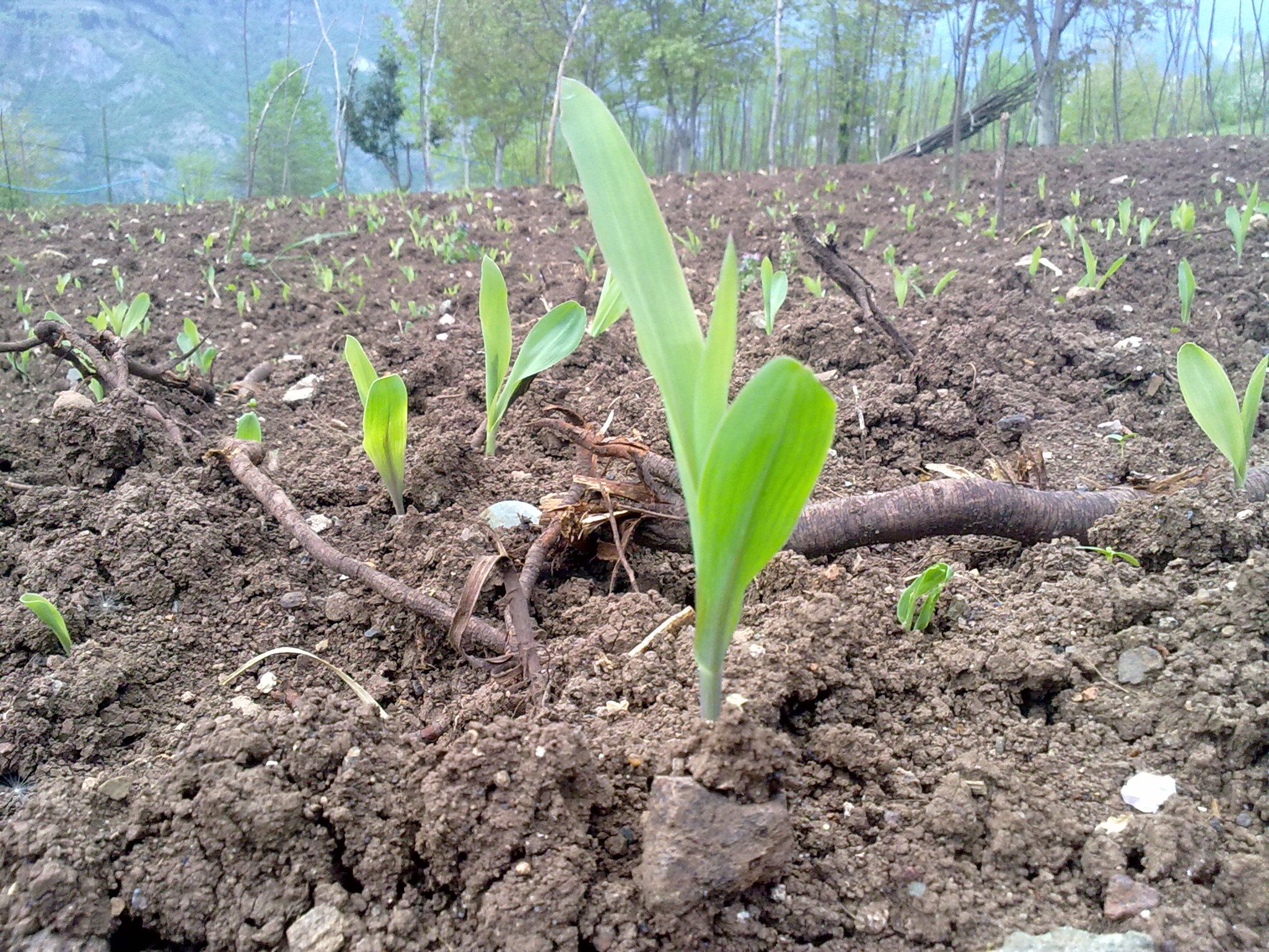 Msrlarn Boyu 30 cm' ye Ulat